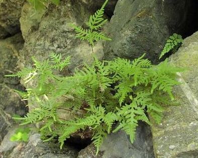 Aleuritopteris argentea  qEW